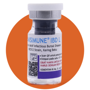 Vaksimune IBD L